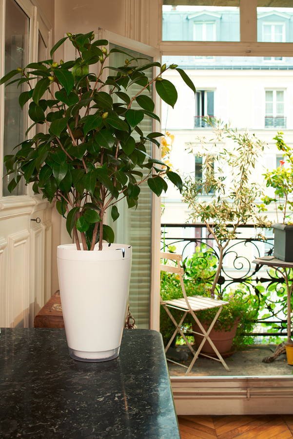 Plante Parrot Pot
